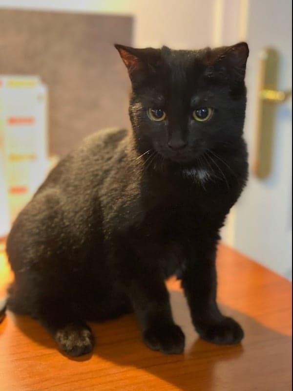 REVEUSE - REBELLE - F - Nées le 10/08/2020 - Adoptées en janvier 2021