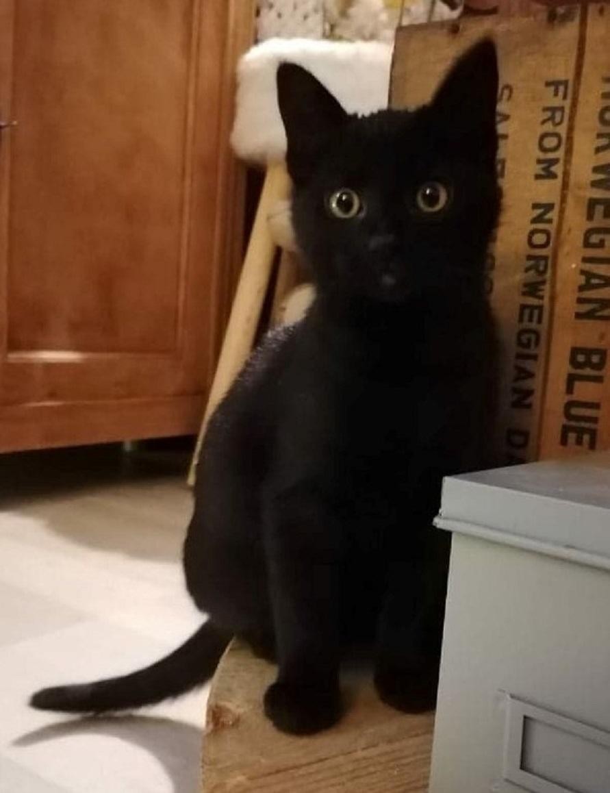 REBOOT - M - Né le 01/10/2020 - Adopté en mars 2021