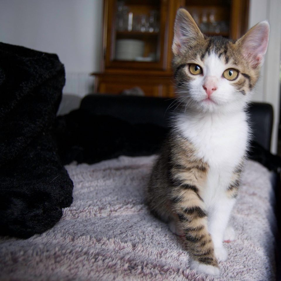 REAGGAE - M - Né le 15/04/2020 - Adopté en Aout 2020