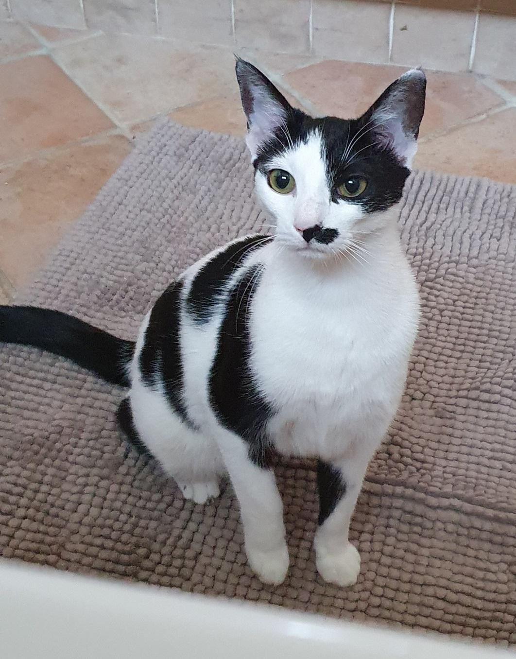 REGINA - F - Née le 25/04/2020 - Adoptée en Avril 2022