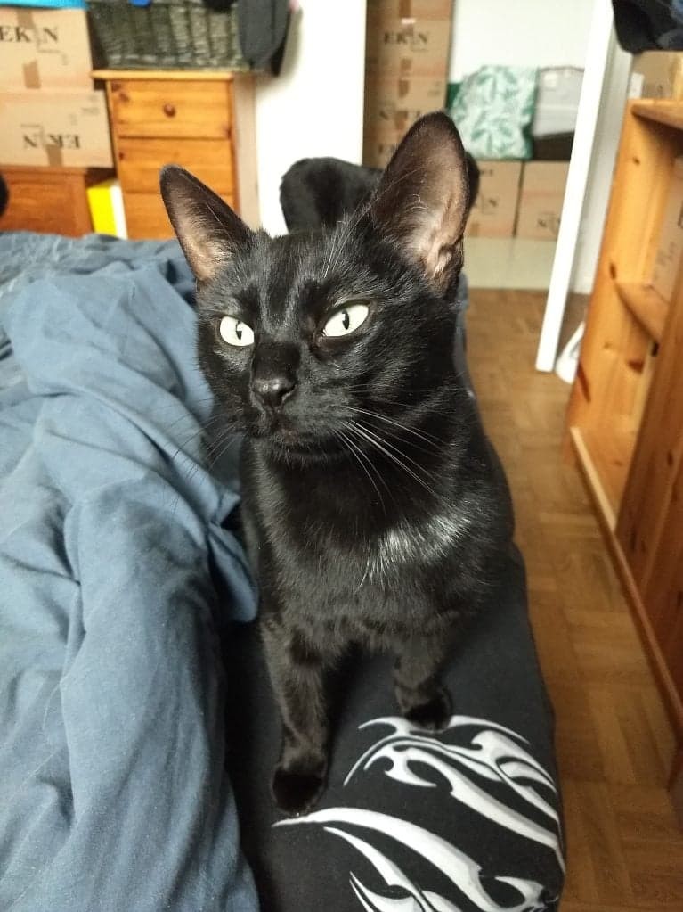 REIKI - F - Née le 05/09/2020 - Adoptée en 02/2023