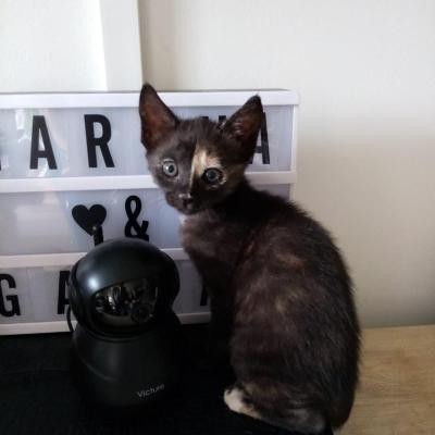 REPLAY - F - Née le 01/05/2020 - Adoptée en aout 2020 