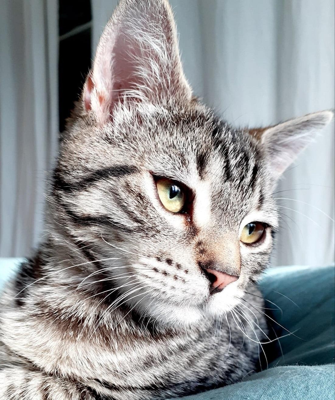 RESHEP - M - Né le 20/08/2020 - Adopté en février 2021