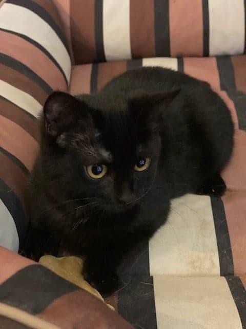 REVEUSE - REBELLE - F - Nées le 10/08/2020 - Adoptées en janvier 2021