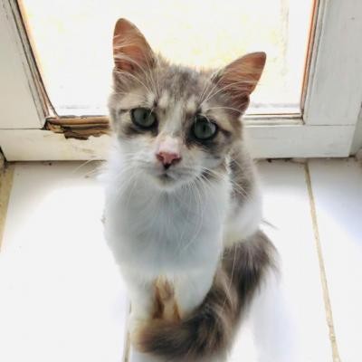 RHEA - F - Née le 01/11/2019 - Adoptée en Juillet 2020