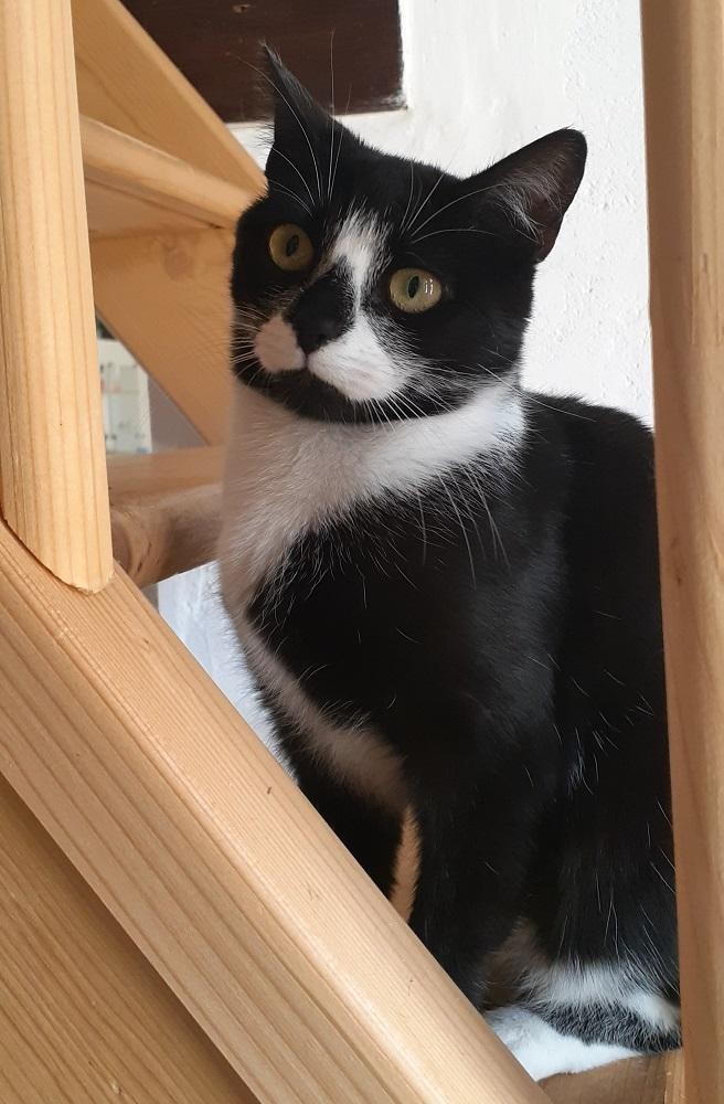 RHODESIA - F - Née le 01/09/2020 - Adoptée en juin 2021