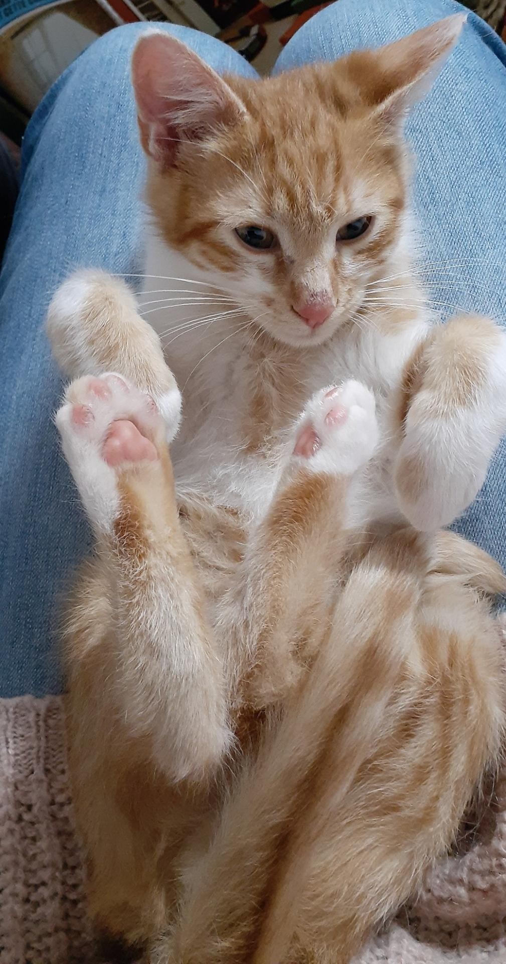 RICOCHET - M - Né le 01/09/2020 - Adopté en avril 2021