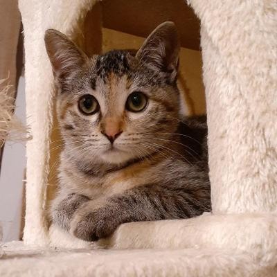 RICOLA - F - Née le 05/07/2020 - Adoptée en décembre 2020