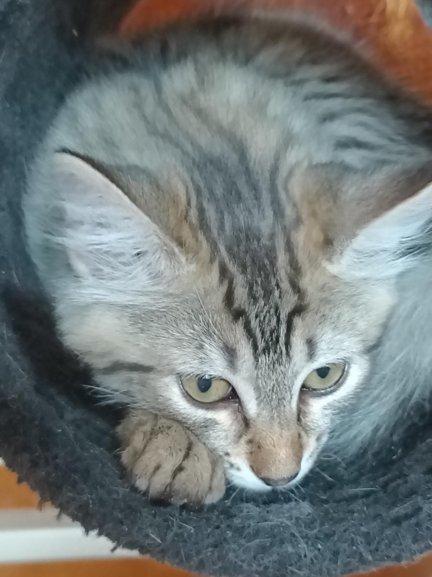 RICORE - F - Née le 14/06/2020 - Adoptée en septembre 2020