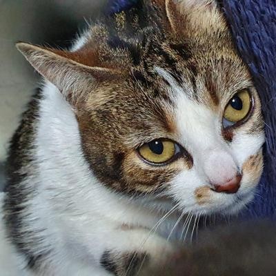 RICOTTA - F - Née le 01/05/2015 - Adoptée en septembre 2020