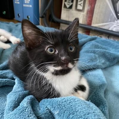 RICTUS - M - Né le 01/05/2020 - Adopté en Aout 2020