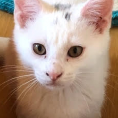 RISLING - M - Né le 01/03/2020 - Adopté en Juin 2020