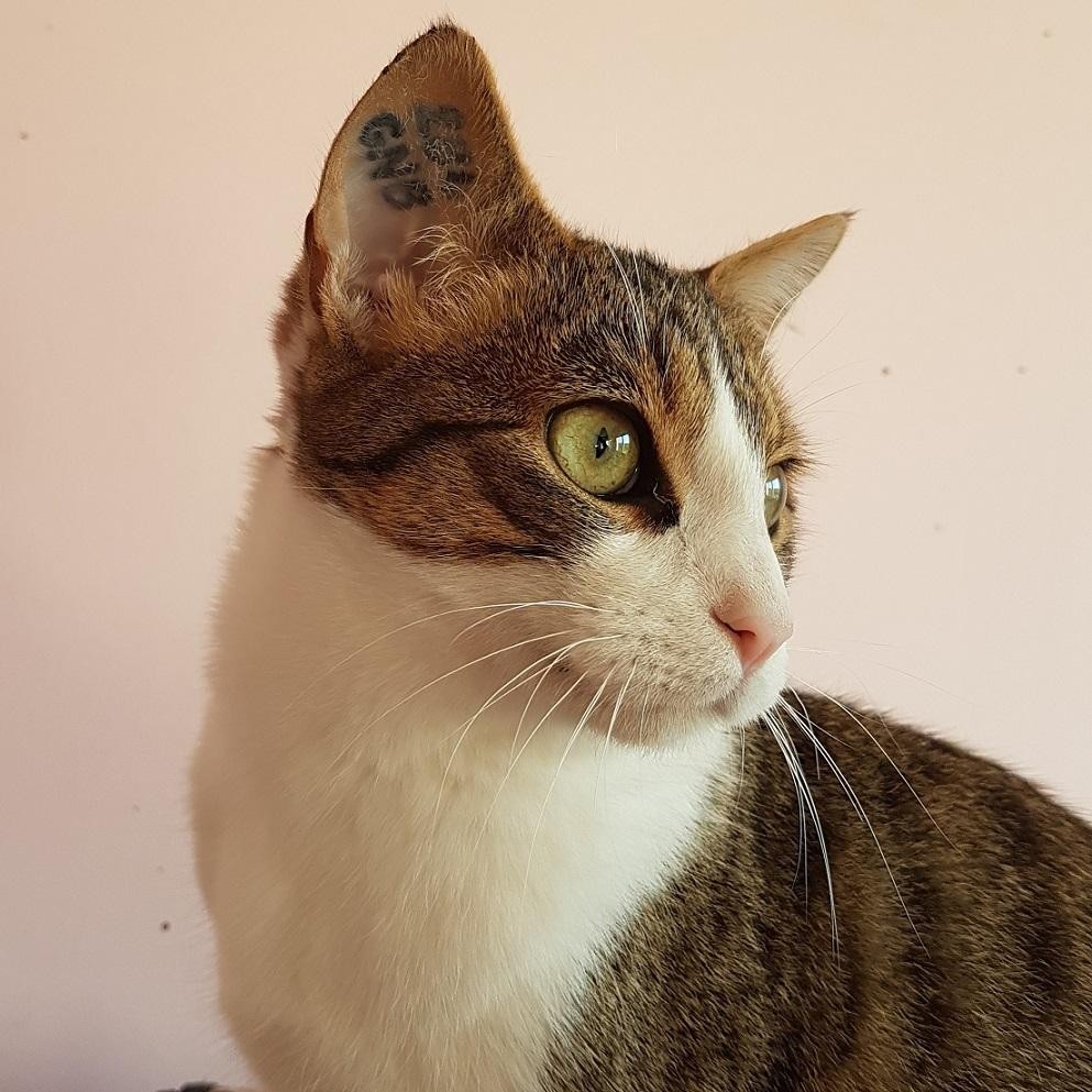 RIFIFI - M - Né le 01/05/2020 - Adopté en mars 2021