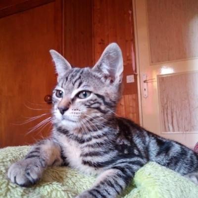 RINGO - M - Né le 18/04/2020 - Adopté en Aout 2020