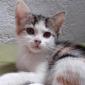 RINGUETTE - F - Née le 25/07/2020 - Adoptée en novembre 2020