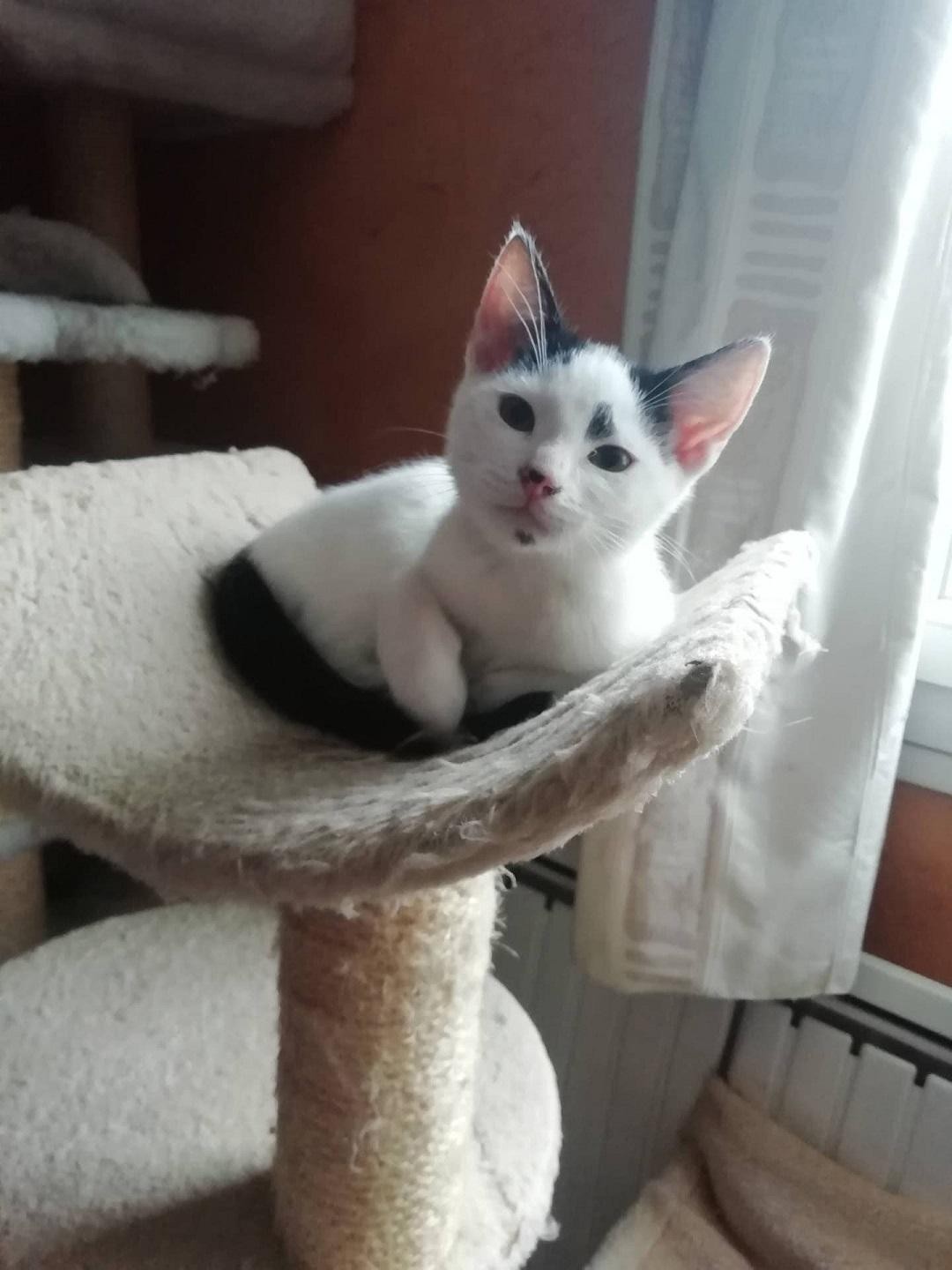 RINTINTIN - M - Né le 25/08/2020 - Adopté en mars 2021