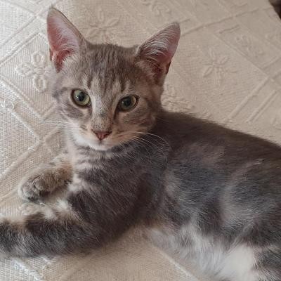 RISOTTO - M - Né le 10/04/2020 - Adopté en aout 2020 