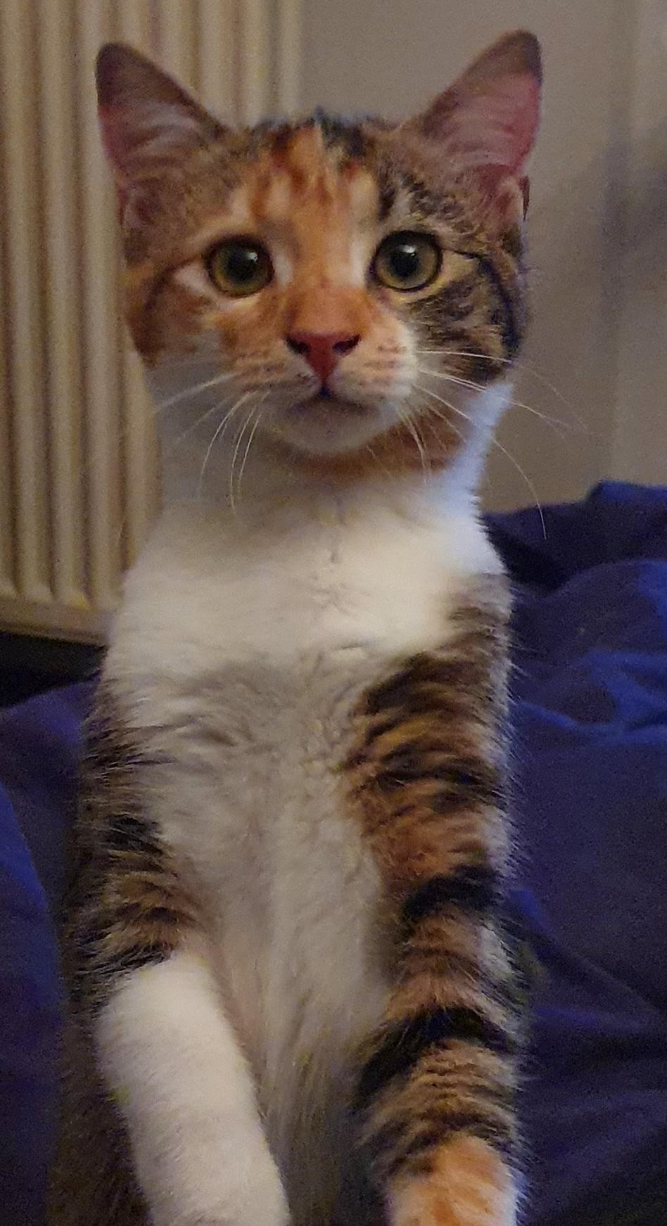 RIVIERA - F - Née le 10/08/2020 - Adoptée en Janvier 2021