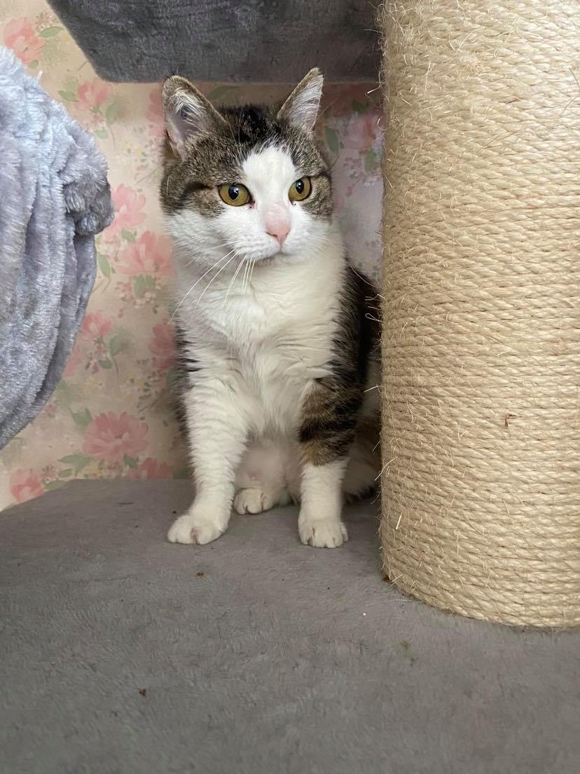 RIZIERE- F - Né le 01/08/2016 - Adoptée en Avril 2022