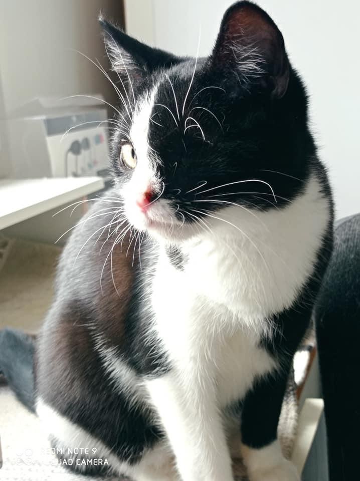 RMIONE - F - Née le 01/10/2020 - Adoptée en janvier 2021