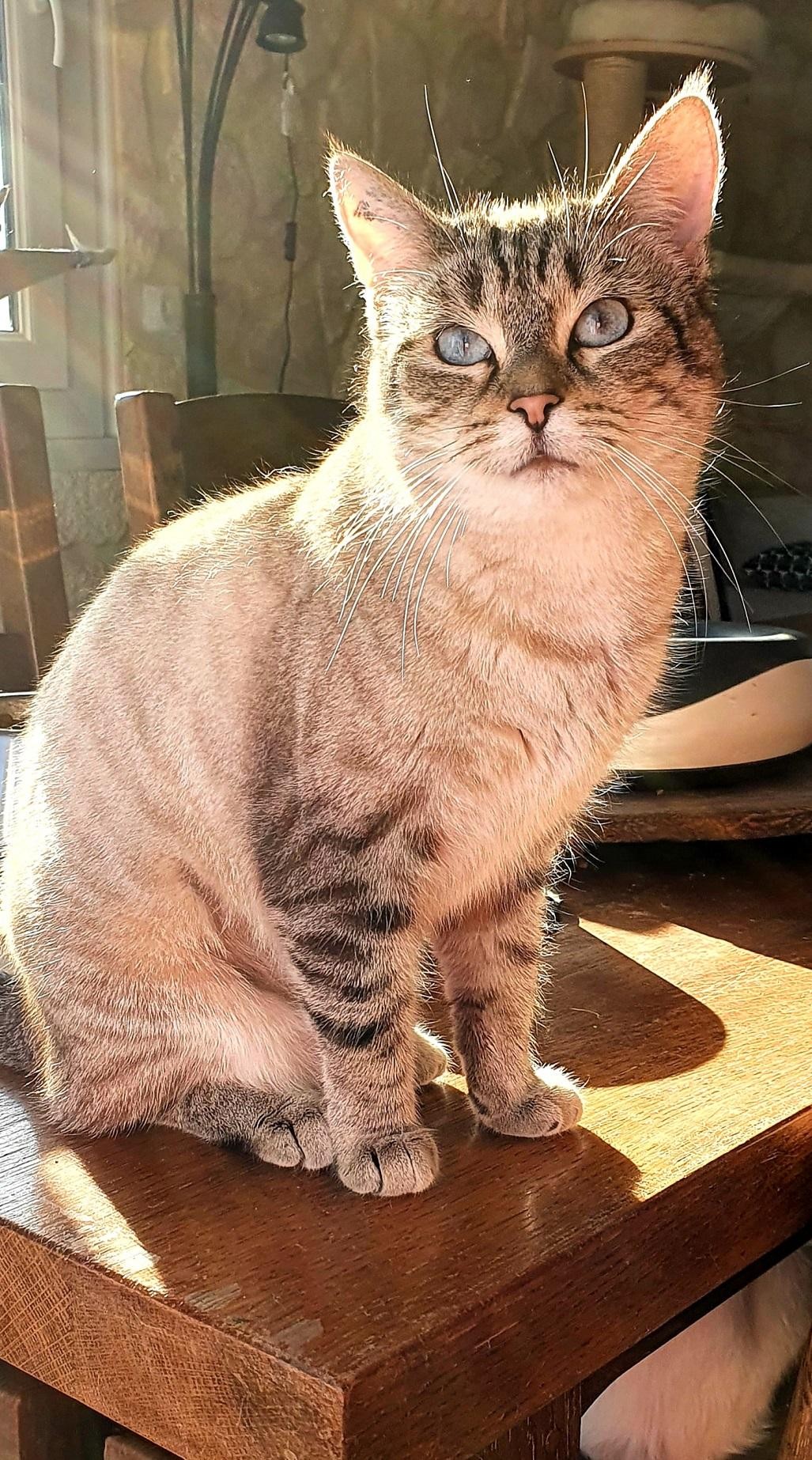 ROCHESTER - F - Née le 01/11/2019 - Adoptée en janvier 2021