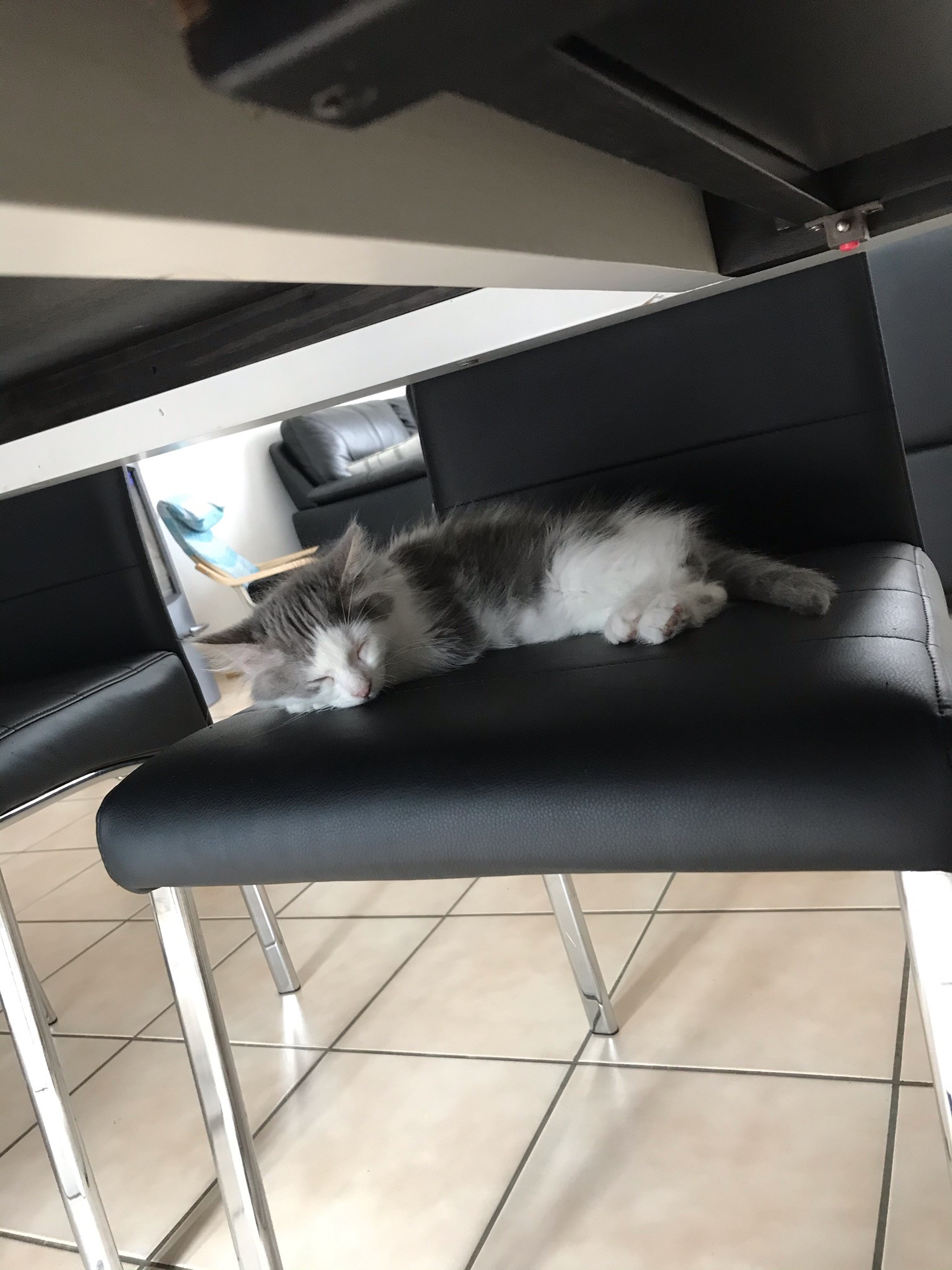 ROCKY - M - Né le 25/04/2020 - Adopté  en Juillet 2020