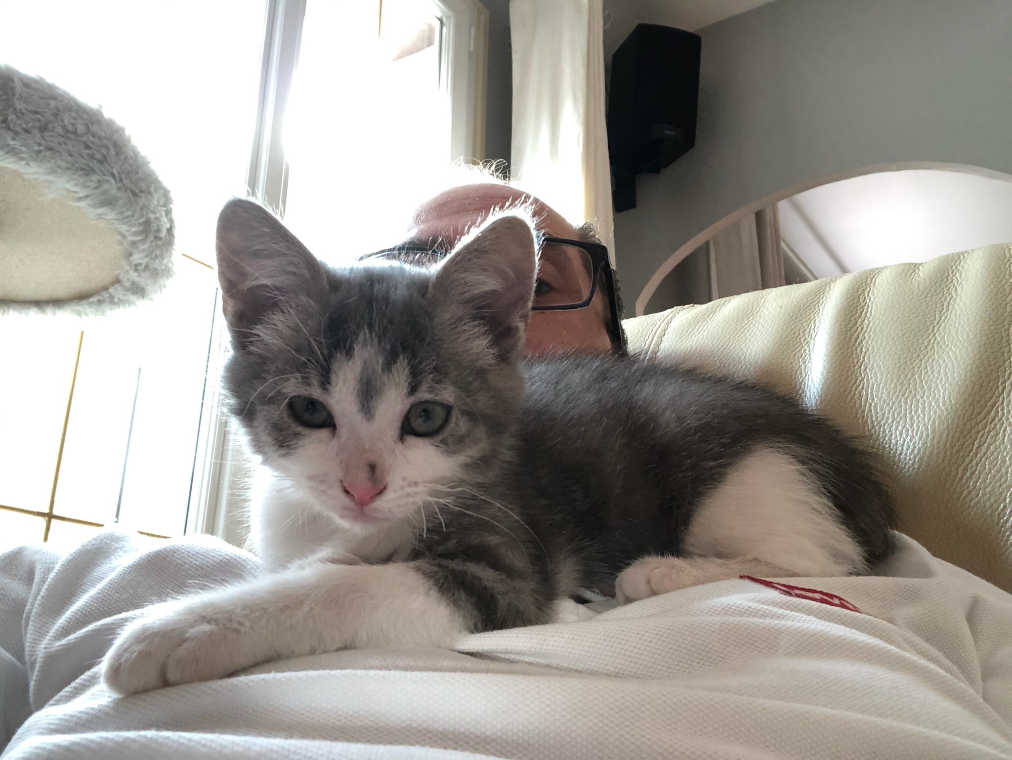 ROGUE  - M - Né le 25/04/2020 - Adopté  en Juillet 2020