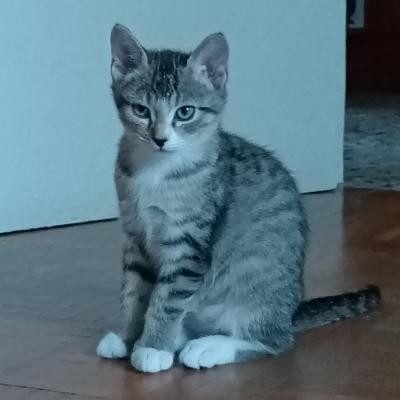 ROLEX - F - Née le 14/06/2020 - Adoptée en septembre 2020