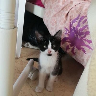 ROLY - F - Née le 01/06/2020 - Adoptée en mai 2021