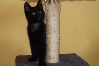 ROMA - F - Née le 01/03:2020 - Adoptée en Juillet 2020