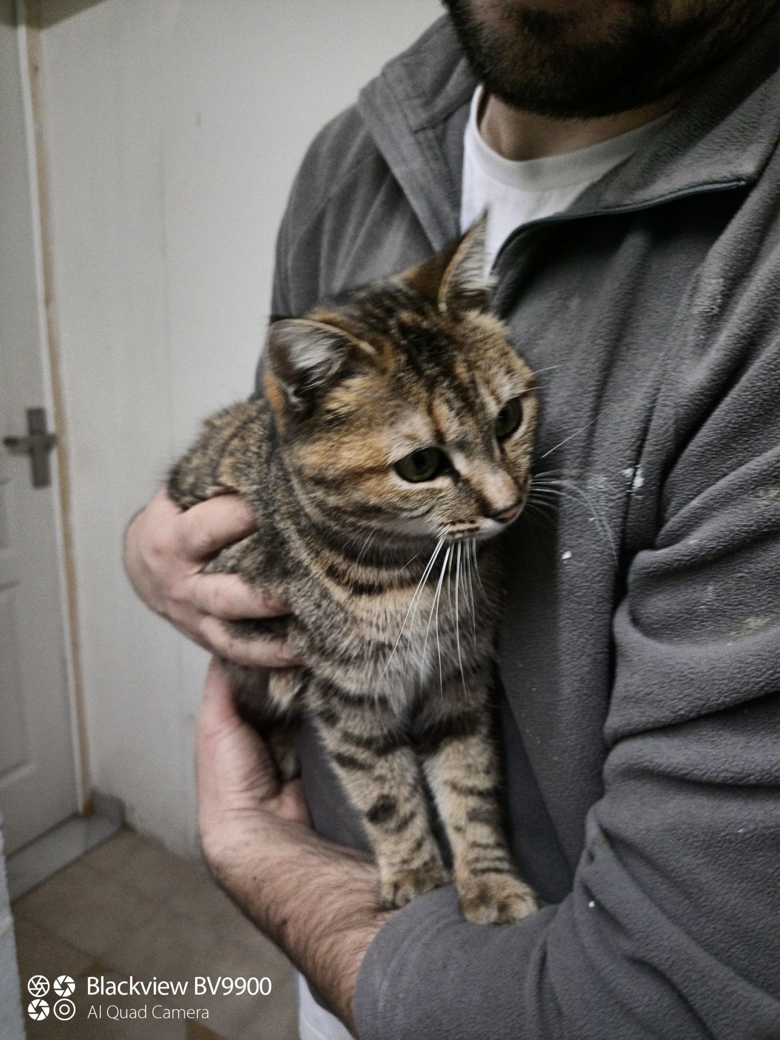 ROMANCE - F - Née le 01/06/2018 - Adoptée en janvier 2021