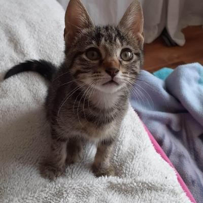 ROMBINE - F - Née le 01/05/2020 - Adoptée en Aout 2020