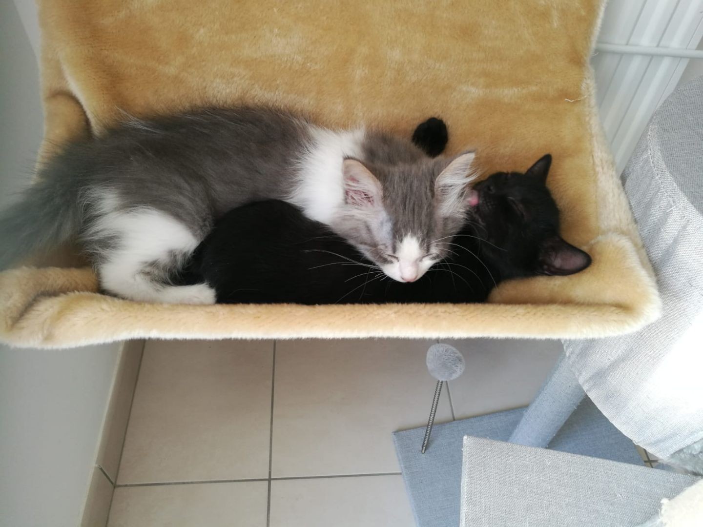 RON - M - Né le 25/04/2020 - Adopté  en Juillet 2020