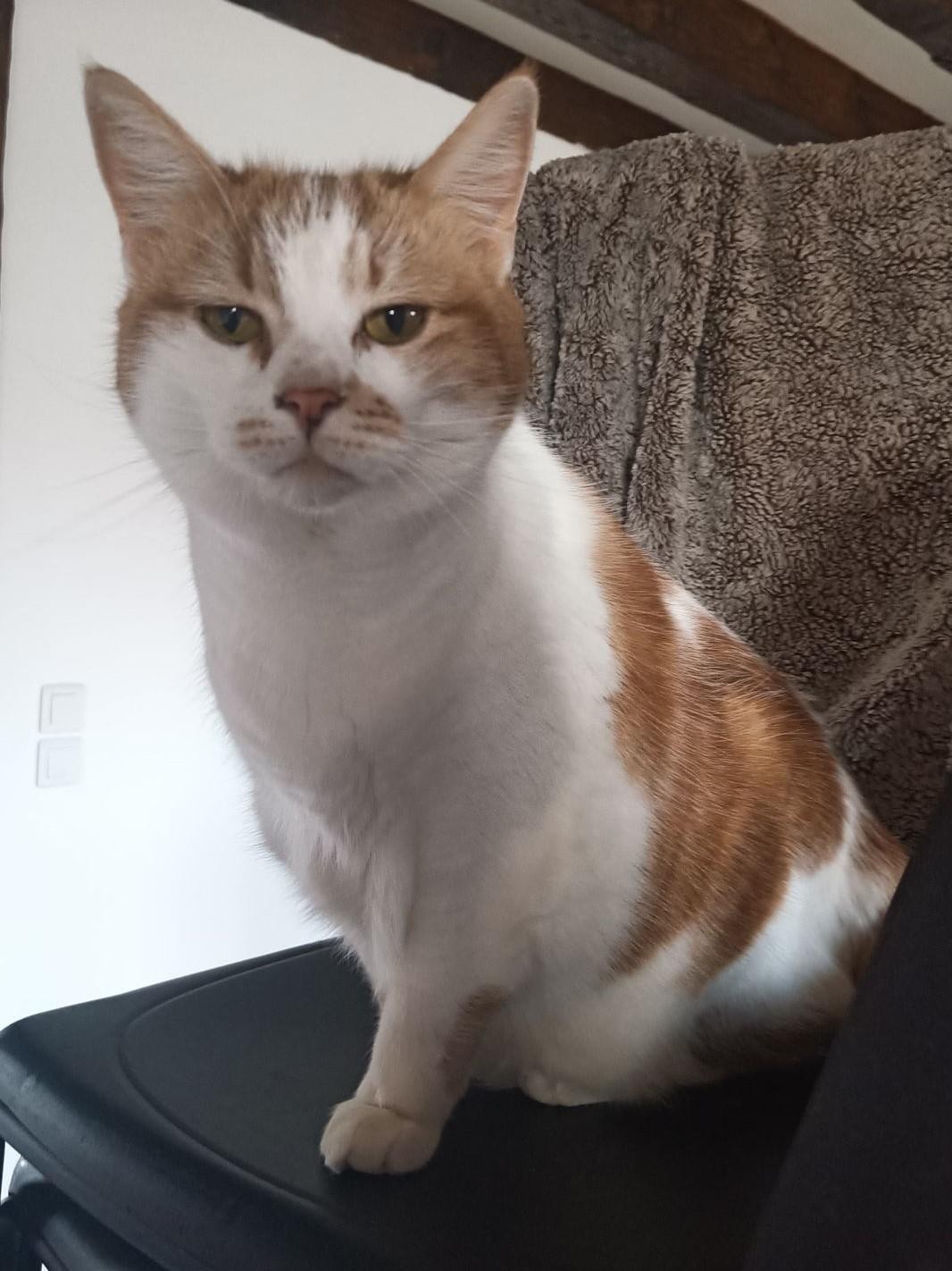 RONDELETTE - F - Née le 01/01/2013 - Adoptée en mai 2021