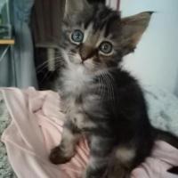 RONDOUDOU - M - Né le 01/05/2020 - Adopté en aout 2020