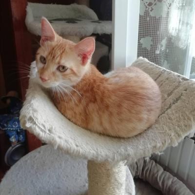 RONIE - F - Née le 01/05/2020 - Adoptée en aout 2020