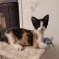 ROSEMAY - F - Née le 05/09/2020 - Adoptée en décembre 2020