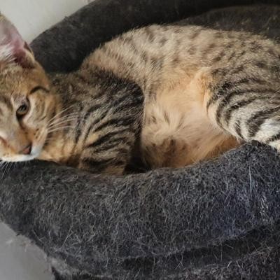 ROSIE - F - Née le 10/04/2020 - Adoptée en septembre 2020