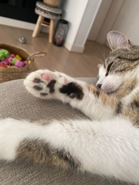 R0SIE - F- Née le 01/05/2019 - Adoptée en Février 2020