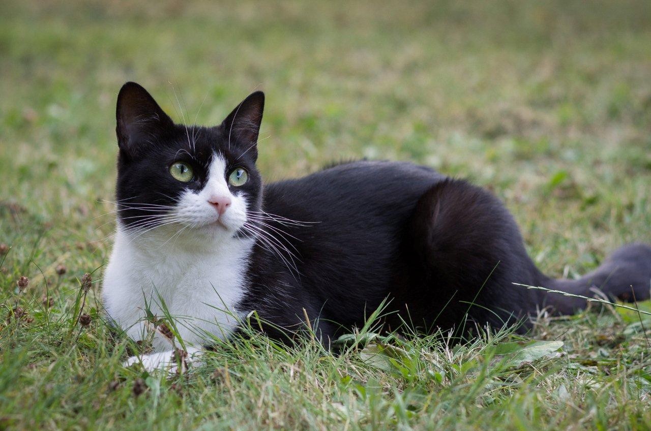 ROSINA - F - Née en mai 2012 - Adoptée en mai 2020