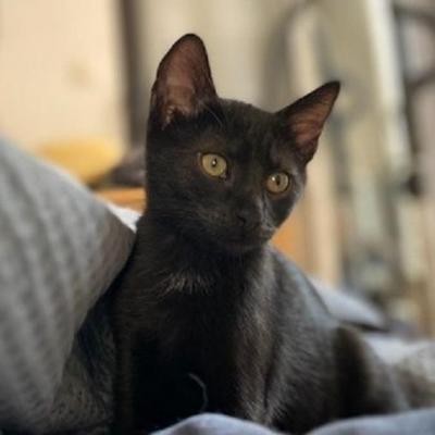 ROSS - M - Né le 08/08/2020 - Adopté en janvier 2021