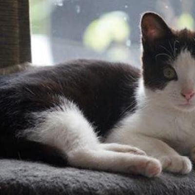 ROSTY - F - Né le 01/11/2019 - Adopté en septembre 2020