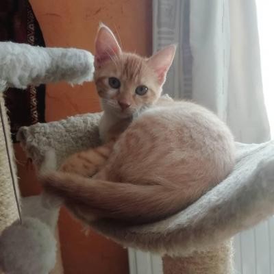 ROUKI - M - Né le 01/05/2020 - Adopté en aout 2021