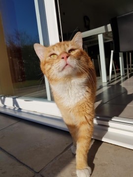 ROUKY - M - Né le 01/01/2018 - Adopté en Février 2020