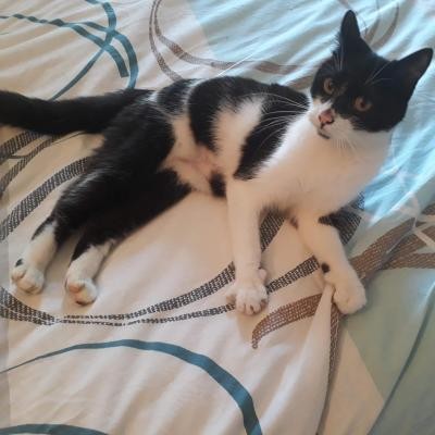 ROULADE - F - Née le 01/01/2020 - Adoptée en janvier 2021