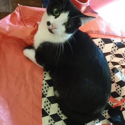 ROULOTE- F - Née le 01/05/2016 - Adoptée en Août 2020