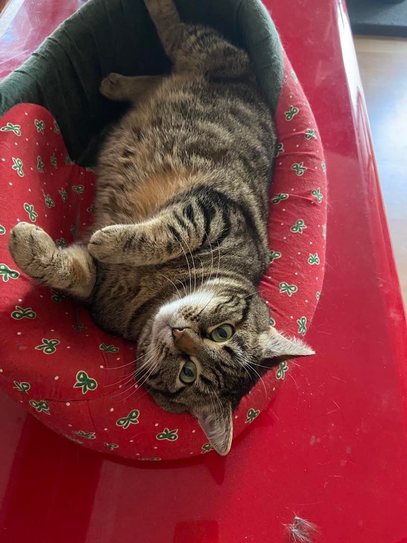 ROVER - F - Née le 01/01/2017  - Adoptée en 02/2023