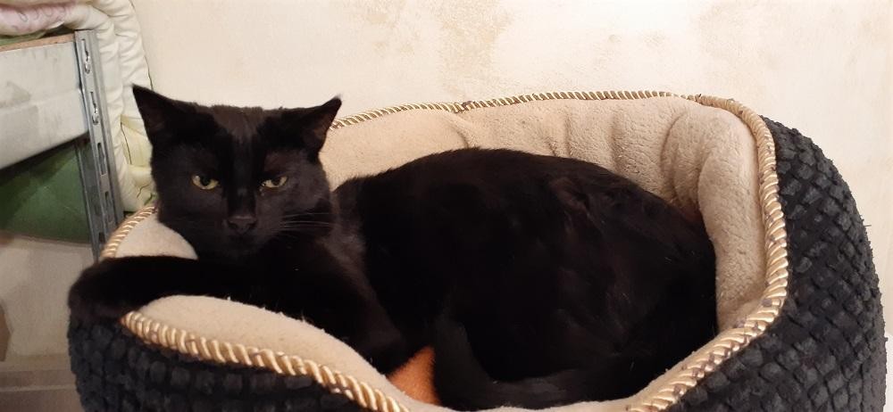 ROWINGA - F - Née le 10/08/2020 - Adoptée en juin 2021