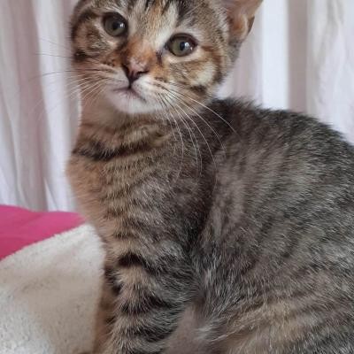 ROXANE - F - Née le 01/05/2020 - Adoptée en Aout 2020