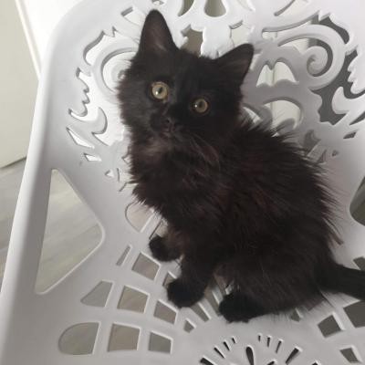 ROXY- F - Née le 15/03/2020 - Adoptée en juillet 2020